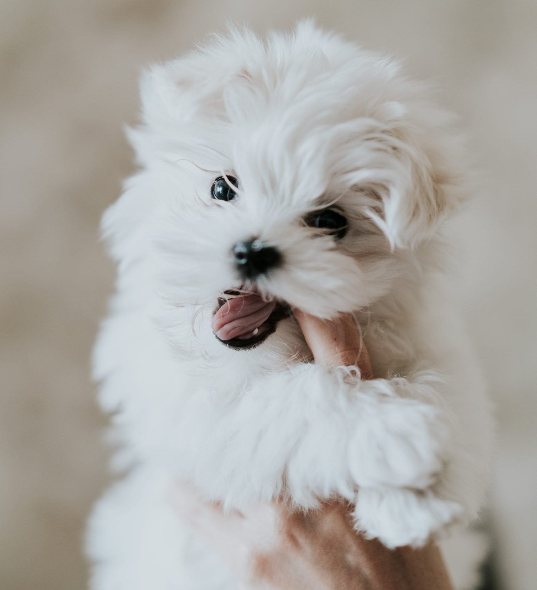 perros para departamentos bichon maltes perros para departamentos bichon maltes