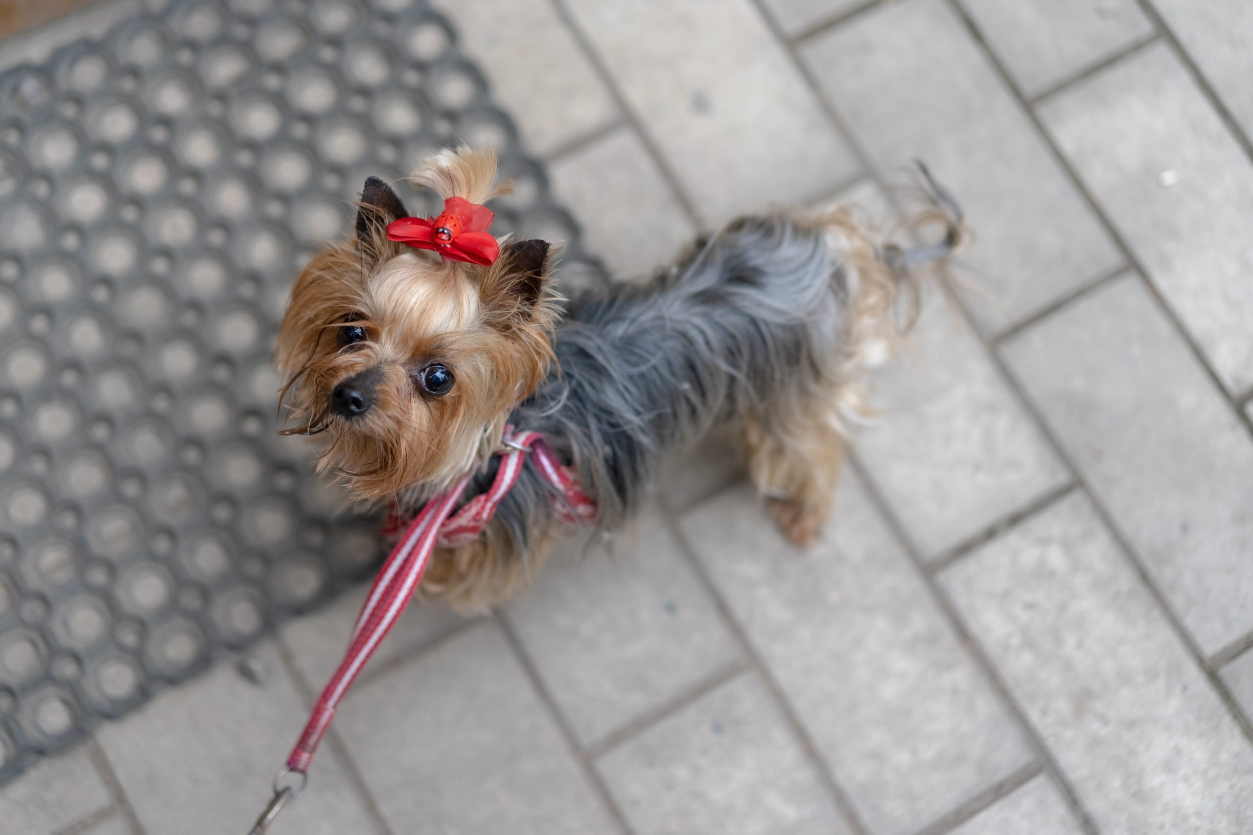 perros para departamentos yorkshire terrier perros para departamentos yorkshire terrier