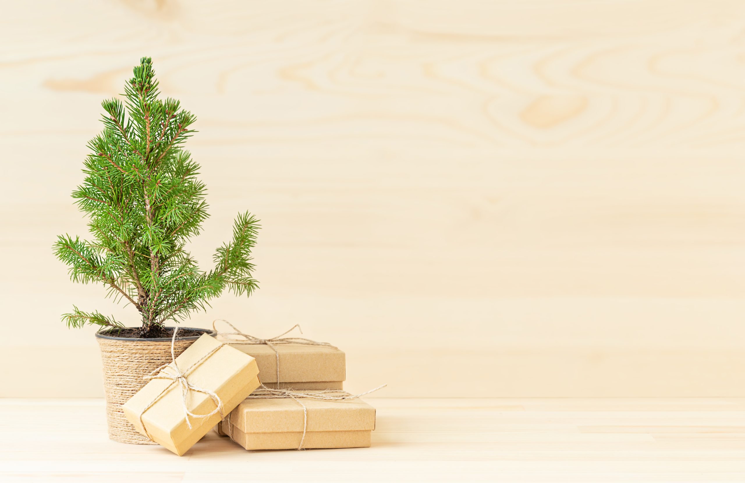 Árbol de navidad en maceta